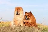 CHOW CHOW 247